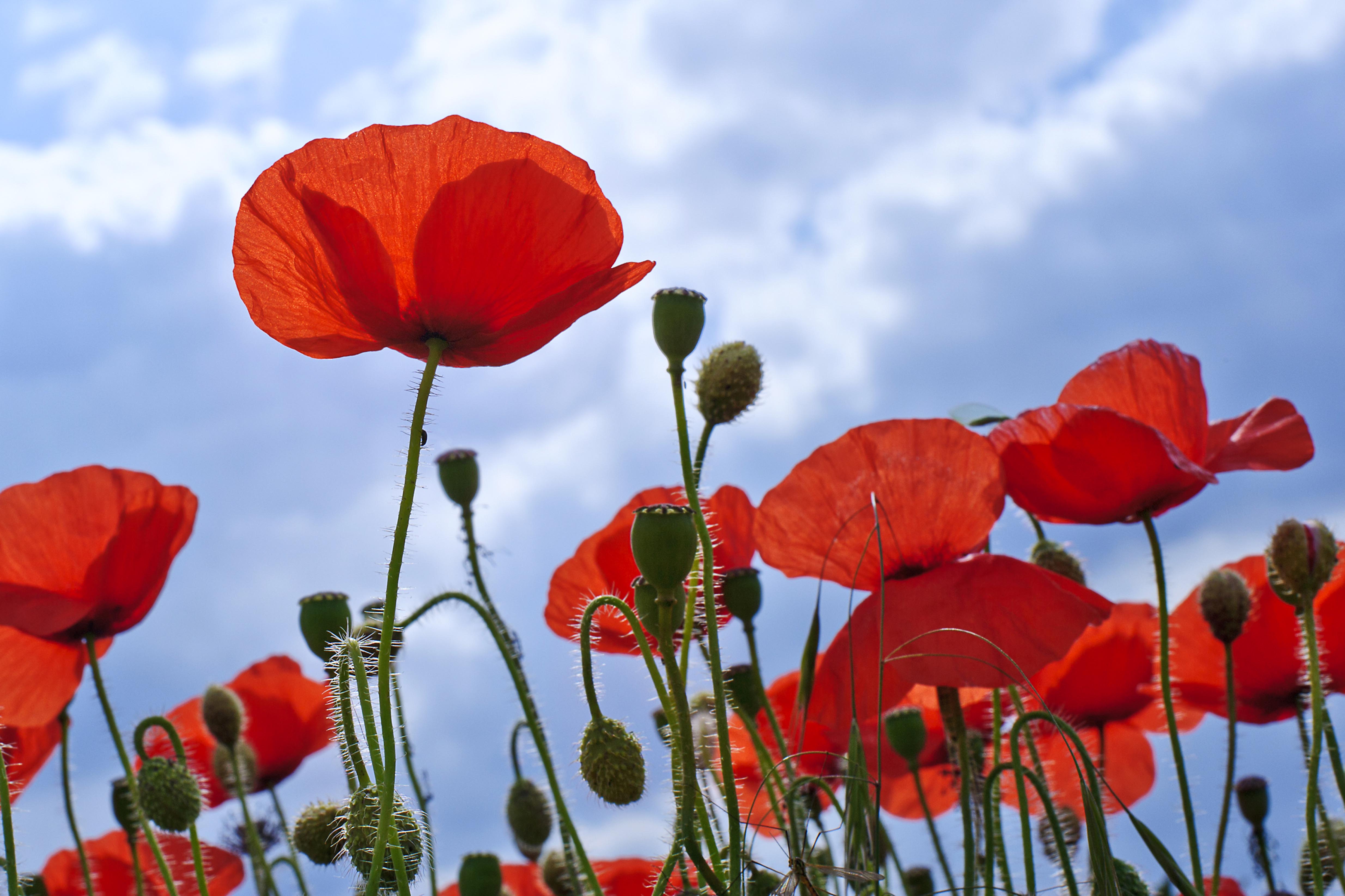 Papaver Rhoeas