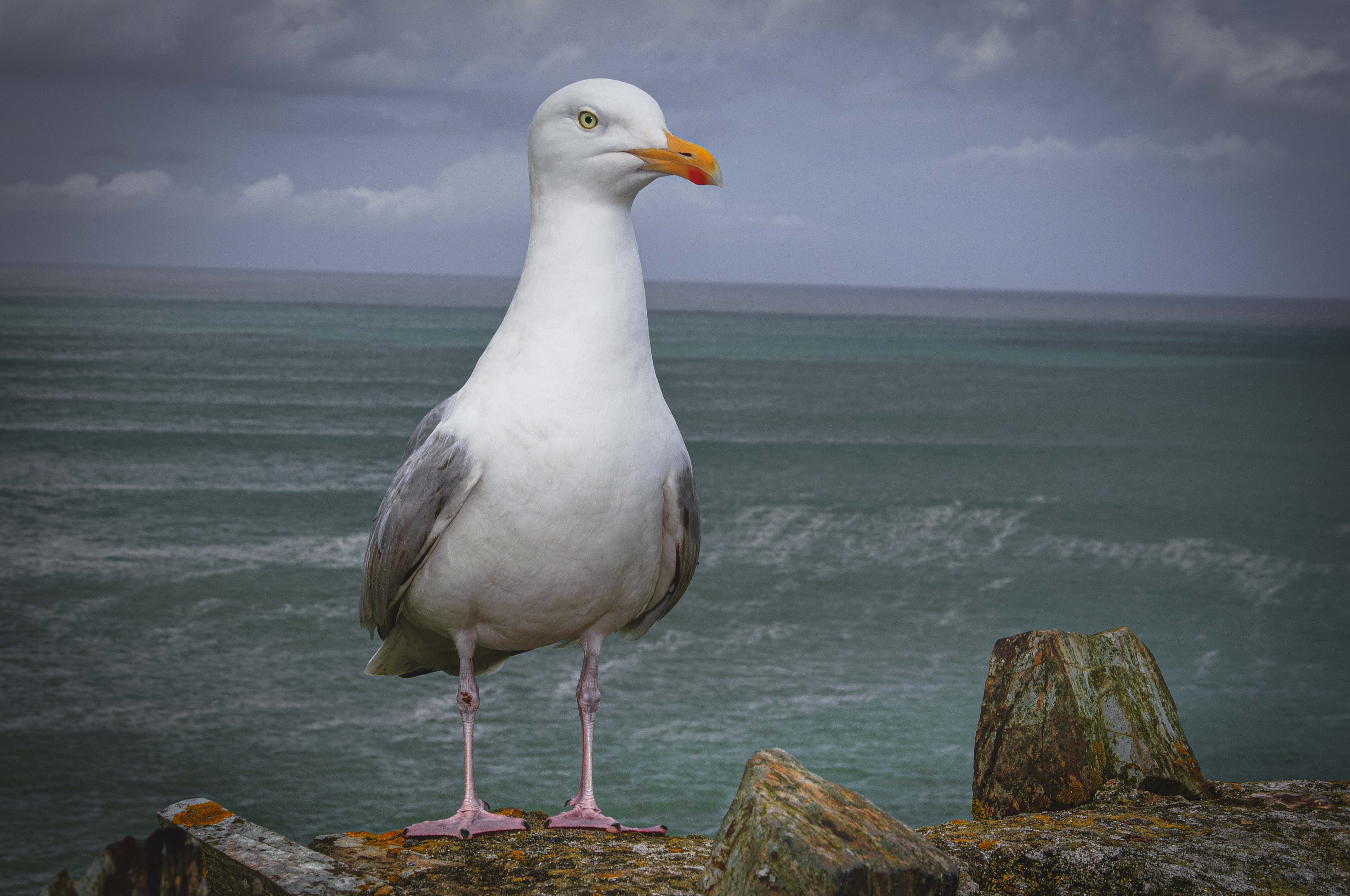 A Gull of Port Isaac 