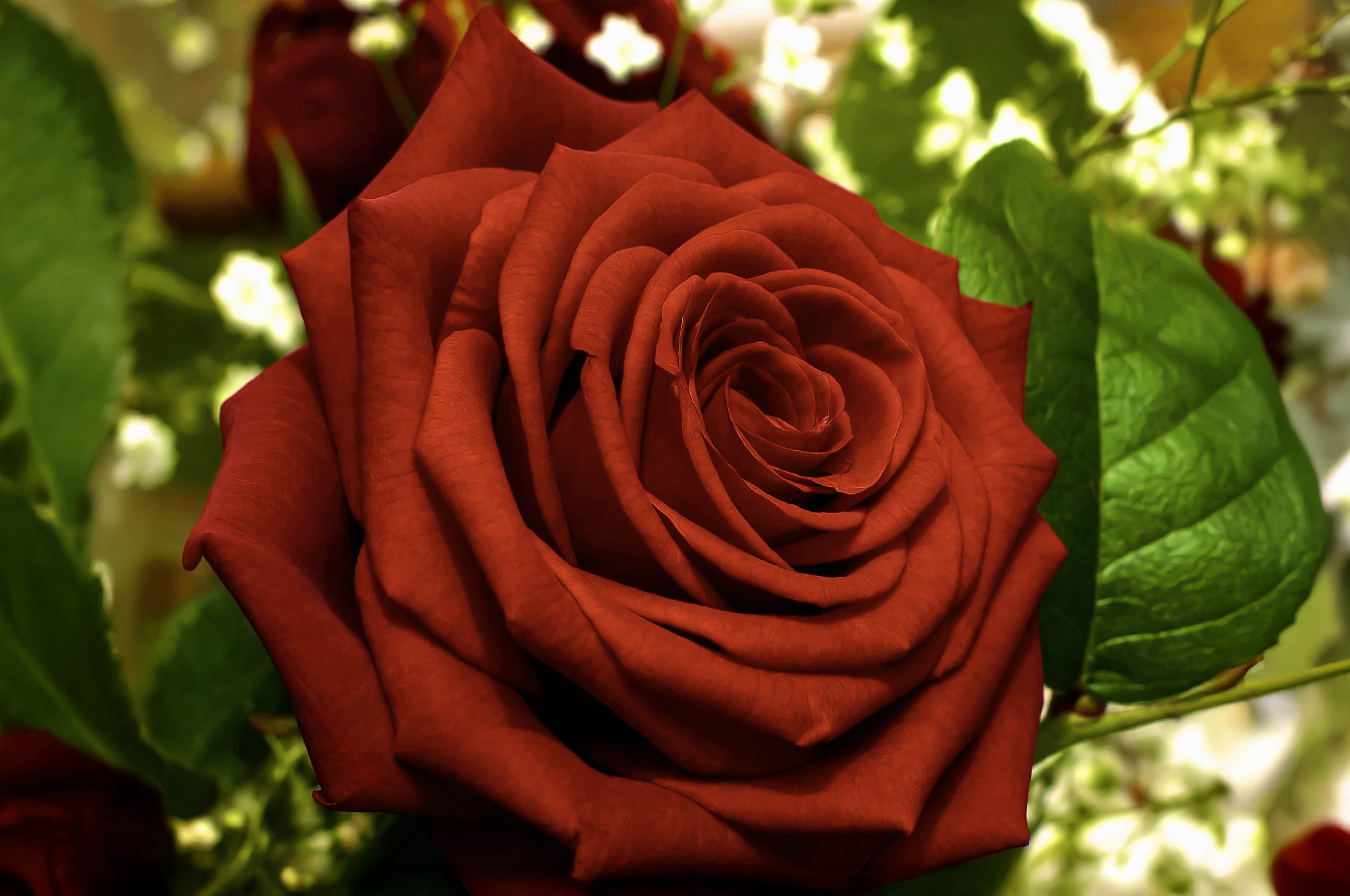 The Perfect Rose