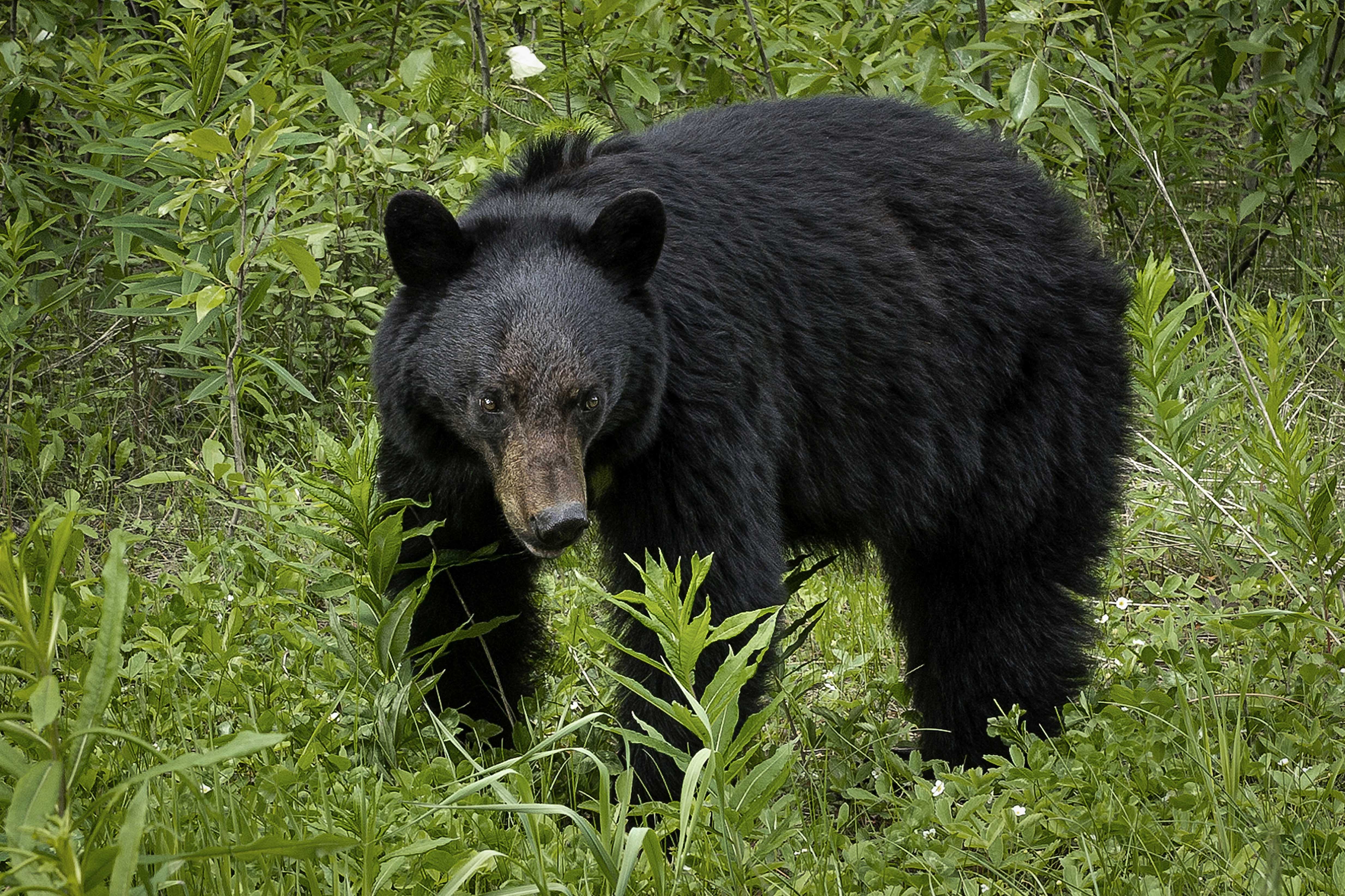 Ursus americanus