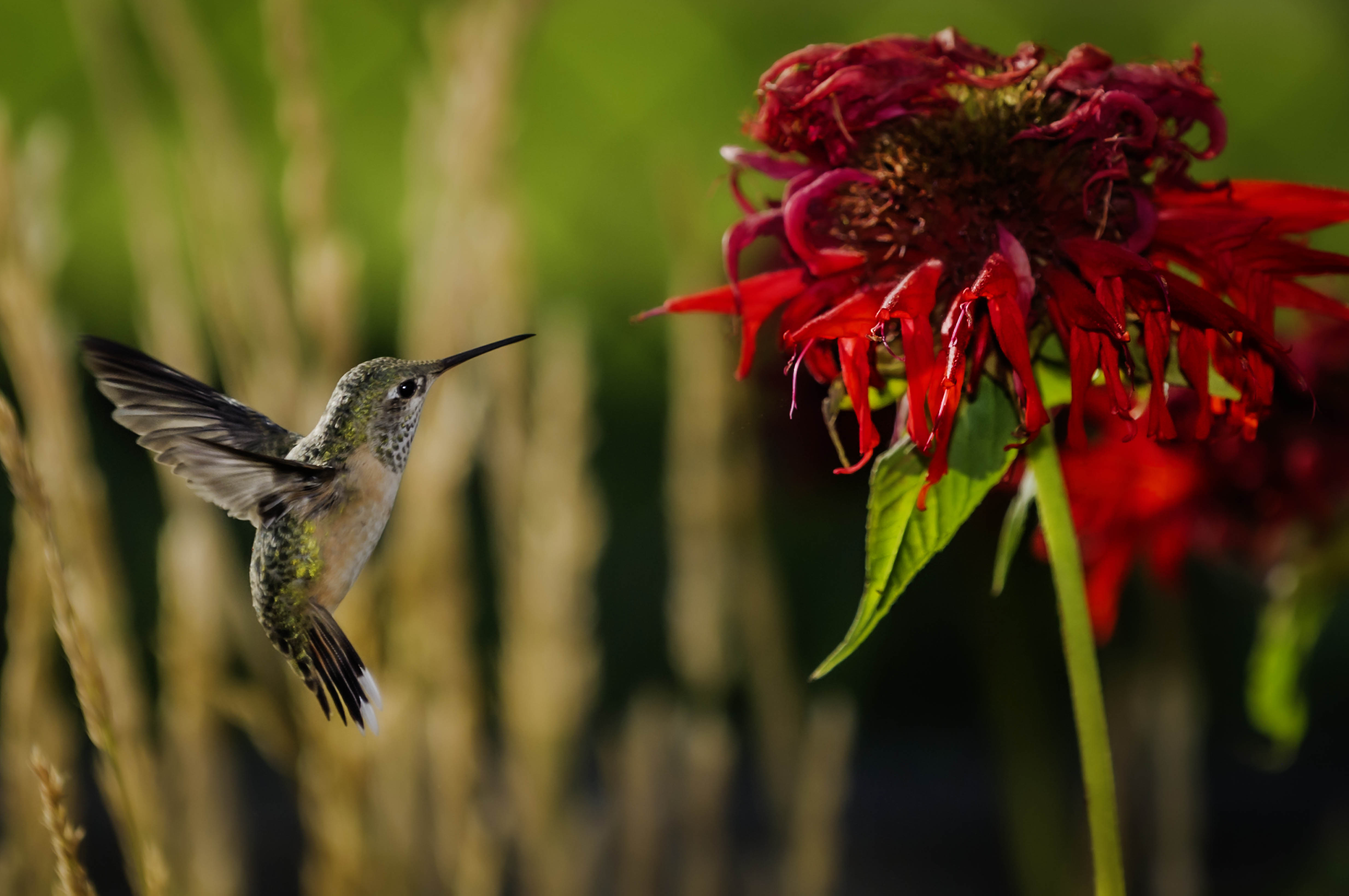 Hummingbird - Stellula Caliope