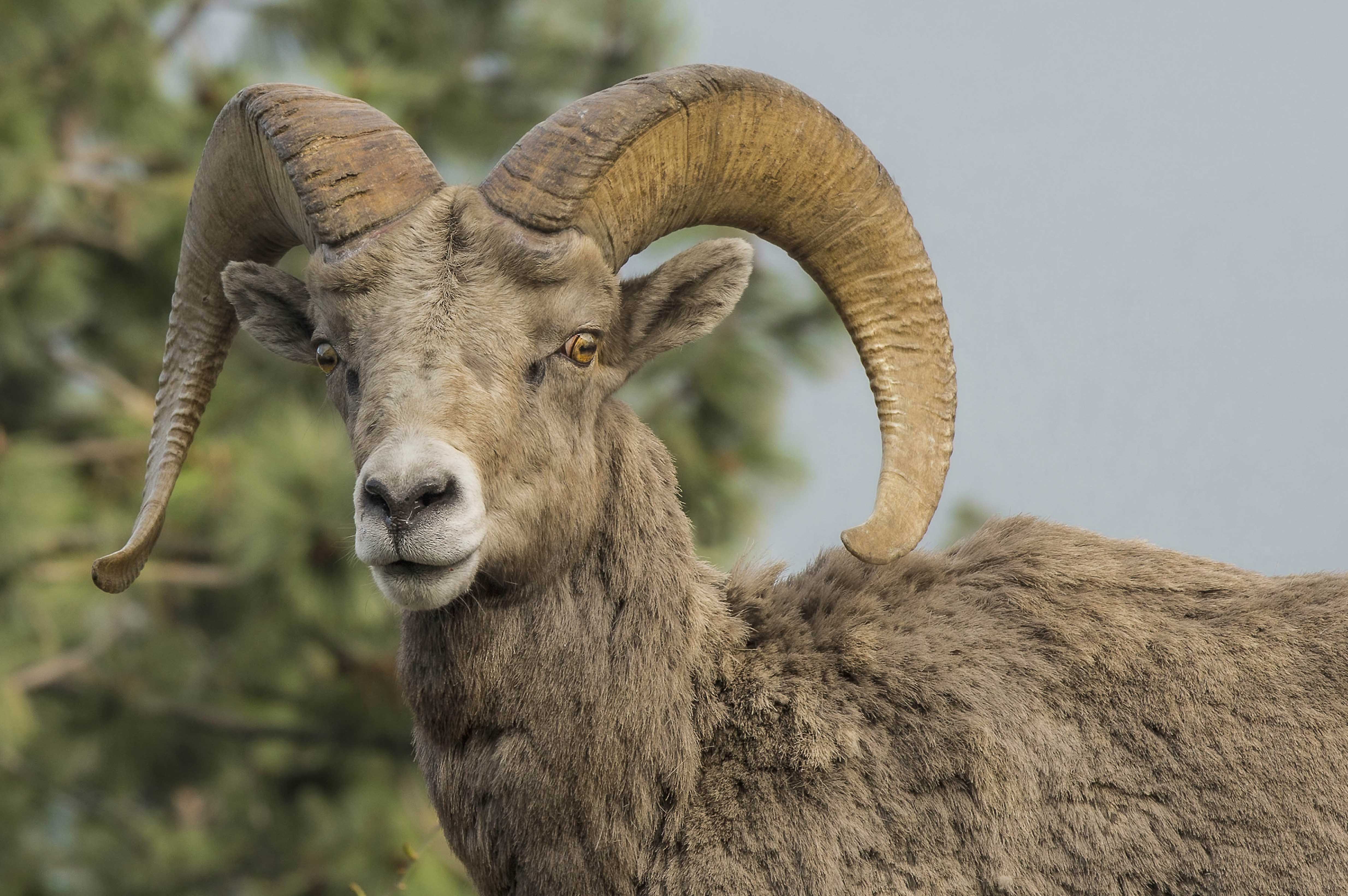 Bighorn Sheep